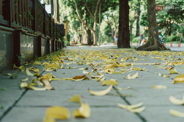 Con đường cây huyền thoại ở Hà Nội lại phủ đầy lá vàng rồi, phải chăng là mùa thu sắp về? - Ảnh 1.