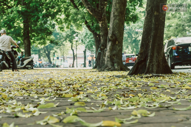 Con đường cây huyền thoại ở Hà Nội lại phủ đầy lá vàng rồi, phải chăng là mùa thu sắp về? - Ảnh 11.