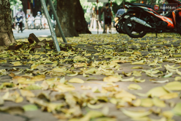 Con đường cây huyền thoại ở Hà Nội lại phủ đầy lá vàng rồi, phải chăng là mùa thu sắp về? - Ảnh 10.