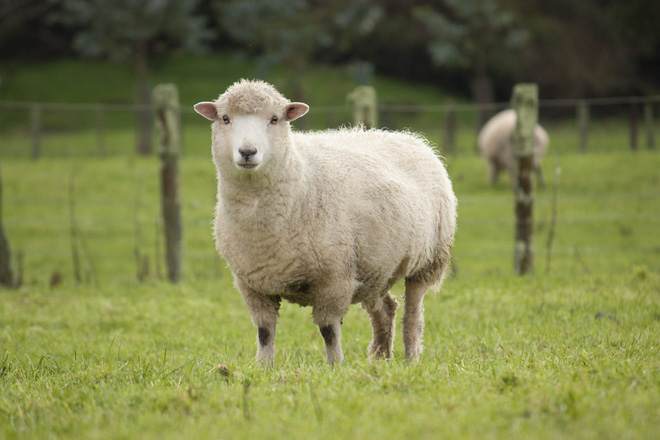 Hình ảnh Cừu Dễ Thương PNG  Clipart Cừu đáng Yêu Động Vật PNG miễn phí  tải tập tin PSDComment và Vector