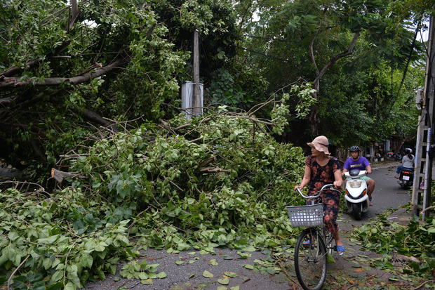 Cây ngã la liệt khiến 1 người chết và nhiều người bị thương, toàn tỉnh Thừa Thiên Huế mất điện sau khi bão số 5 đổ bộ - Ảnh 12.