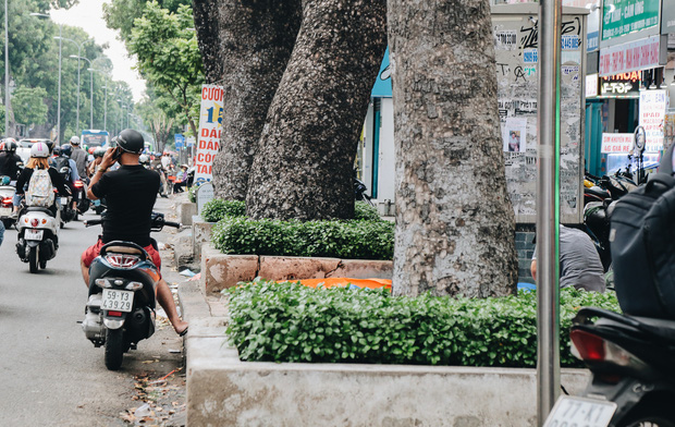 Sau vụ cây xanh bật gốc đè chết người: Vẫn còn nhiều cây đã già cỗi có rễ lộ thiên, nhánh vươn ra mặt đường ở Sài Gòn - Ảnh 13.