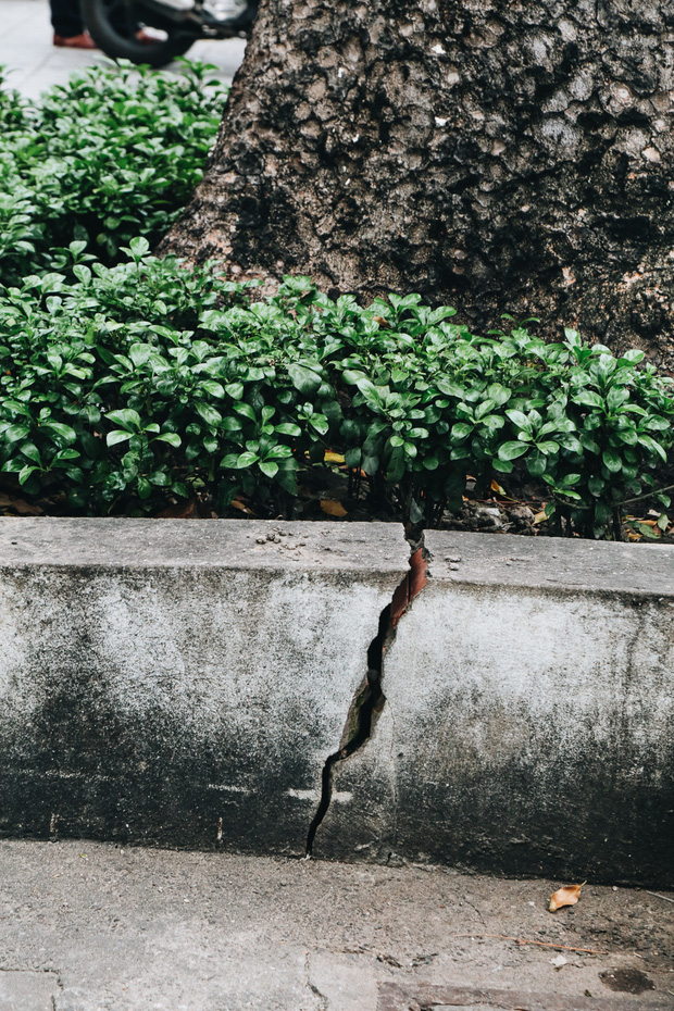 Sau vụ cây xanh bật gốc đè chết người: Vẫn còn nhiều cây đã già cỗi có rễ lộ thiên, nhánh vươn ra mặt đường ở Sài Gòn - Ảnh 14.