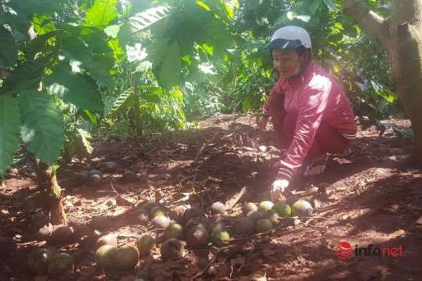 Đặc sản từng có giá trăm nghìn/kg giờ không ai mua, dân để rụng đầy gốc - Ảnh 2.