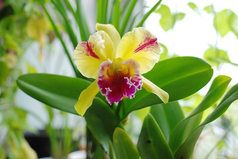 8 loại hoa lan đắt tiền nhất trên thế giới - hoa lan đắt tiền (expensive orchids): Bạn có tin rằng giá của một bông hoa lan có thể lên tới hàng triệu USD? Những bức ảnh của 8 loài hoa Lan đắt tiền nhất trên thế giới sẽ khiến bạn bất ngờ với giá trị kinh tế và vẻ đẹp đầy quyến rũ. Hãy cùng khám phá và ngắm nhìn những bông hoa lan đắt giá này.