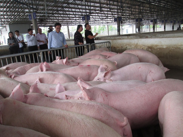 Giá lợn hơi giảm mạnh tại nhiều địa phương - Ảnh 1.