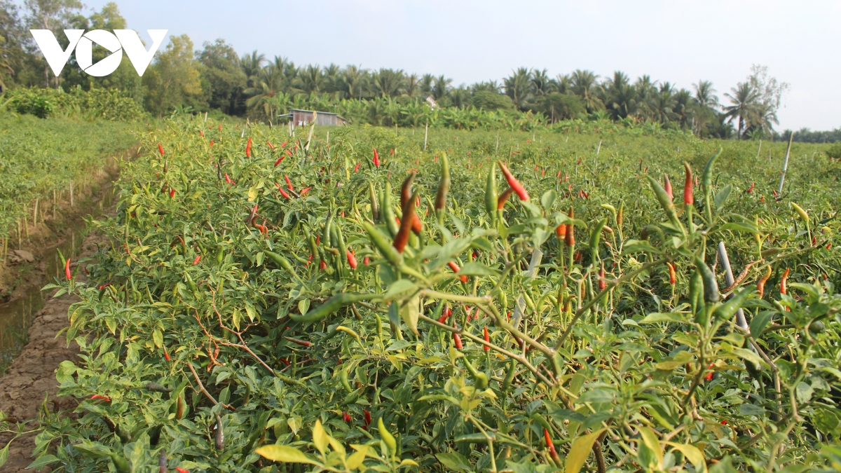 Thành công với mô hình trồng ớt an toàn xuất khẩu