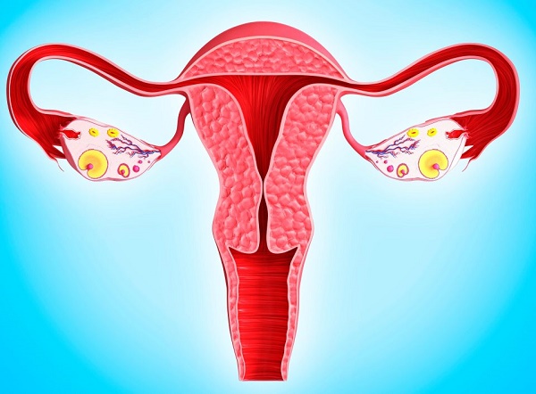 Cách tăng cường progesterone không cần uống một viên thuốc: Đừng bỏ qua 11 thực phẩm trong danh sách - Ảnh 1.