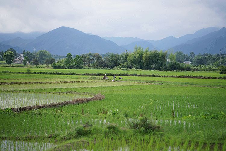 Cặp vợ chồng từ chối mua nhà ở thành phố, về quê xây nhà nhỏ bên khoảng sân vườn trồng rau và hoa mỗi ngày - Ảnh 5.