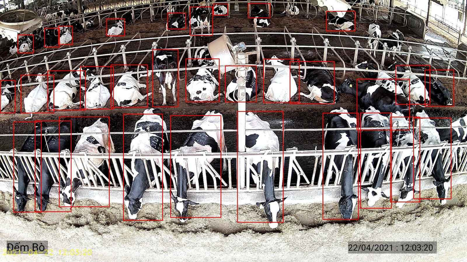 Ông Nguyễn Tử Quảng khoe công nghệ camera Bkav AI View trong nuôi bò