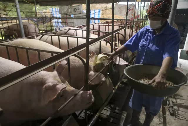 Giá lợn giảm sâu, nông dân “treo chuồng”, nguy cơ thiếu thịt vào cuối năm - Ảnh 1.