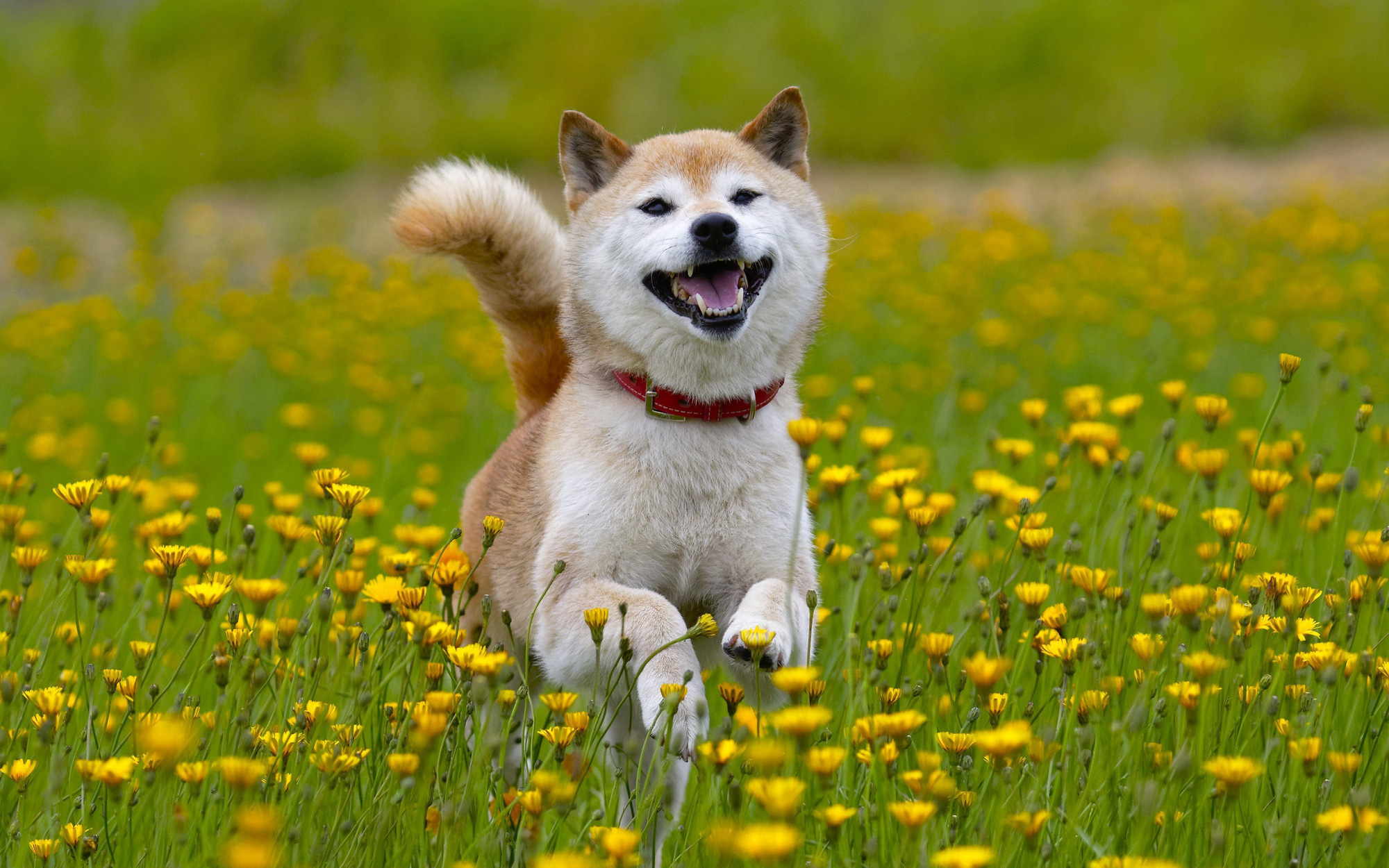 Tan chảy trước hình ảnh dễ thương của chú chó Shiba yêu hoa cỏ | Động vật,  Shiba inu, Akita