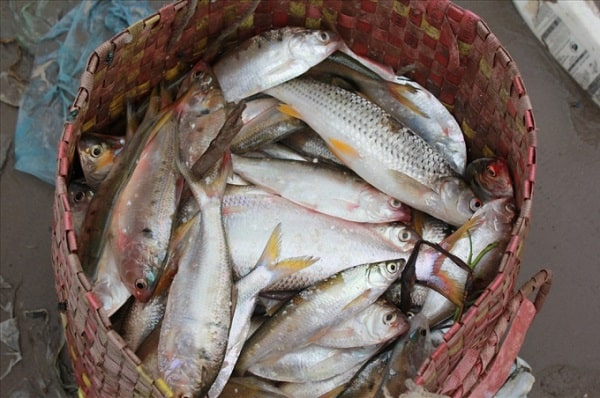 Đi chợ mua cá nếu thấy 3 loại này thì phải mua ngay vì gần như sạch nhất, nhất là không chứa thủy ngân hại gan thận - Ảnh 3.