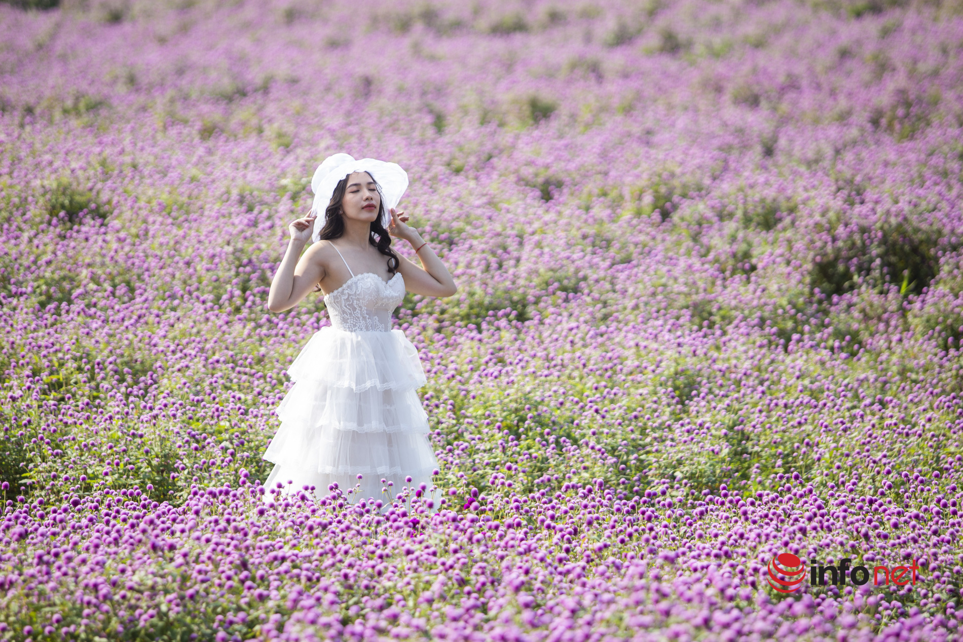 Vườn hoa thạch thảo, hoa hướng dương lớn nhất Tây Đô đón khách du xuân