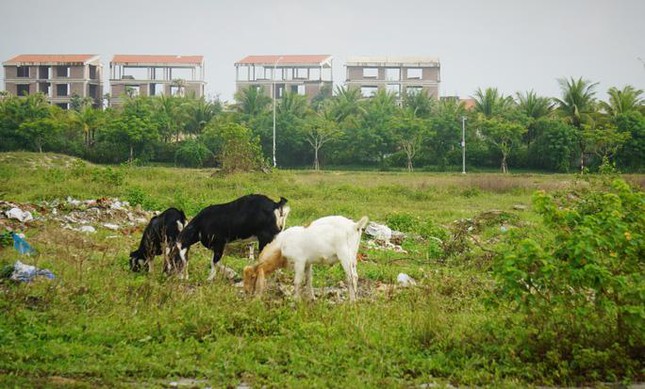 2 khu đất liên quan vụ giám đốc doanh nghiệp uống thuốc tự tử tại tòa giờ ra sao? - Ảnh 11.