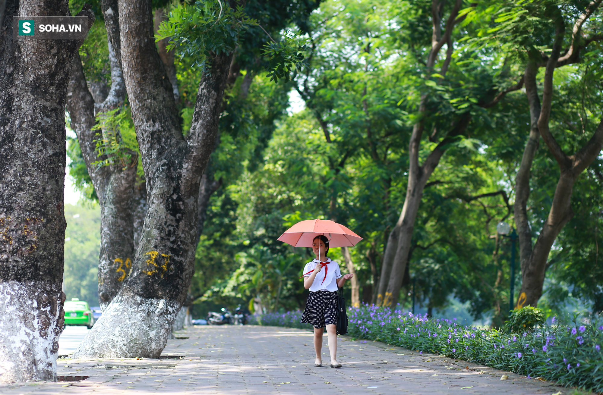 Hoài niệm về hàng cây cổ thụ một đi không trở lại, nhường tàu Metro ở Kim Mã - Ảnh 2.