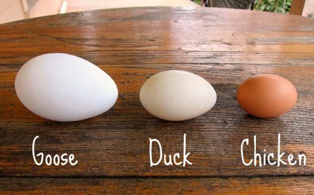 Trứng gà, trứng vịt, trứng ngỗng: Loại nào bổ dưỡng hơn? Bác sĩ khuyến cáo 2 loại trứng ăn vào dễ nhiễm khuẩn, tiêu thụ càng ít đường ruột sẽ cảm ơn bạn - Ảnh 1.