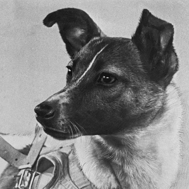 Laika – chú chó đầu tiên bay vào vũ trụ: Cái kết “đã định trước” và hành trình lịch sử dài 103 phút khiến thế giới quặn đau mỗi khi nhớ lại - Ảnh 5.
