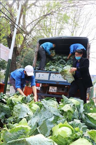  Hỗ trợ tiêu thụ nông sản ứ đọng tại Hải Phòng  - Ảnh 1.