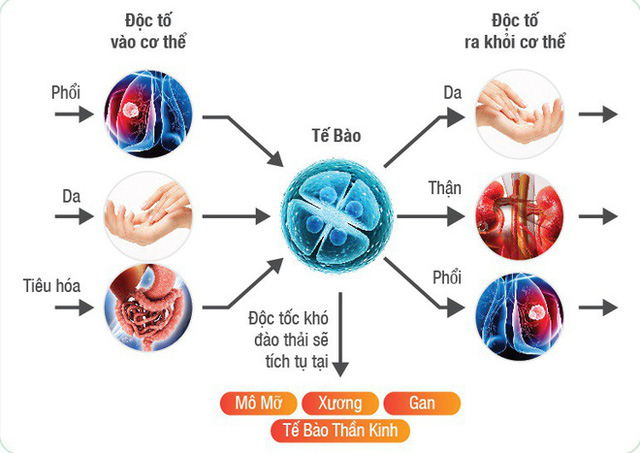  Vì sao tập thể dục thể thao lại được đánh giá cao trong việc loại bỏ độc tố ra khỏi cơ thể?  - Ảnh 1.