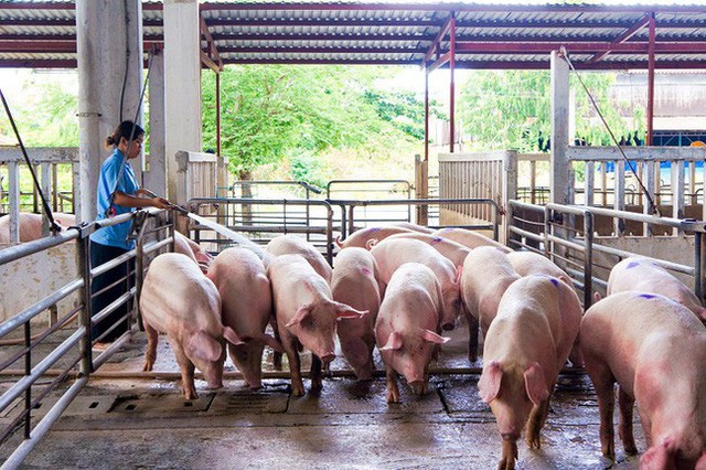 Giá lợn Tết hạ nhiệt - Ảnh 1. Giá lợn Tết hạ nhiệt - Ảnh 1.