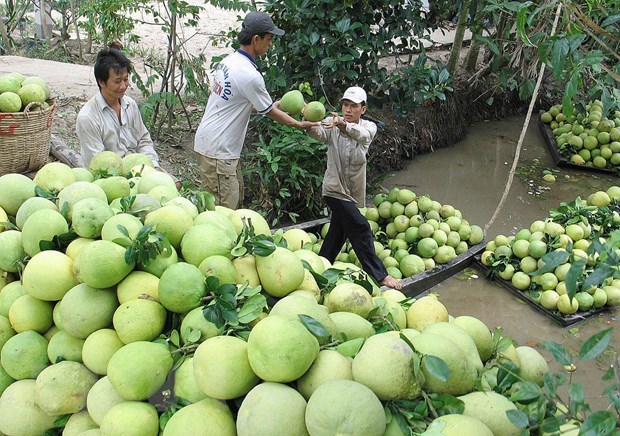 Tết Nguyên đán 2021 cận kề: Đào, lay ơn, bưởi...ngẩn ngơ vì rớt giá - Ảnh 1.