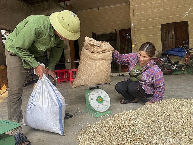 Nghệ An: Giá chạm đáy, hàng trăm hecta hành tăm chịu cảnh nằm ruộng - Ảnh 3.