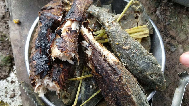 Việt Nam có 5 loại cá được xem là đặc sản nức tiếng, nhìn thì “sợ bỏ chạy” nhưng ăn rồi mới thấy cực ngon! - Ảnh 7.