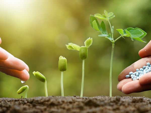 Trồng cây gì thì hái được quả nấy: Người nuôi dưỡng 3 viên ngọc quý này sẽ được phúc báo cả đời - Ảnh 1. Trồng cây gì thì hái được quả nấy: Người nuôi dưỡng 3 viên ngọc quý này sẽ được phúc báo cả đời - Ảnh 1.