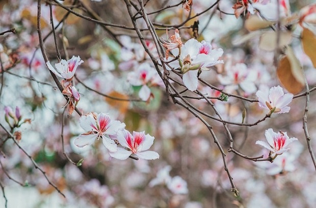 Hoa ban nở bạt ngàn ở Thủ đô: Hóa ra loại hoa này còn có thể làm thuốc chữa bệnh cực hay! - Ảnh 1.