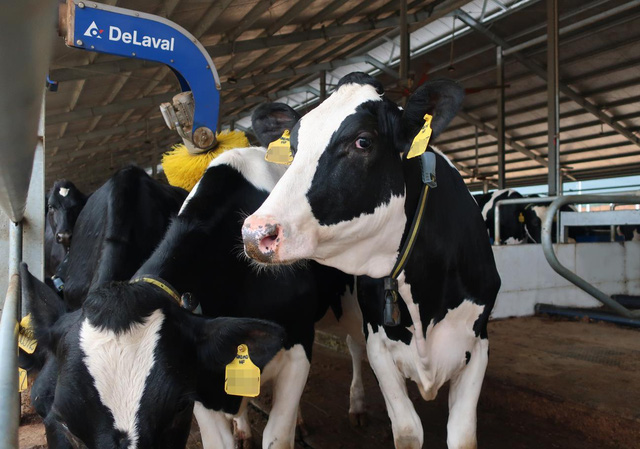 Vinamilk đón thành công 2.100 cô bò sữa HF thuần chủng từ Mỹ về trang trại mới tại Quảng Ngãi - Ảnh 3.
