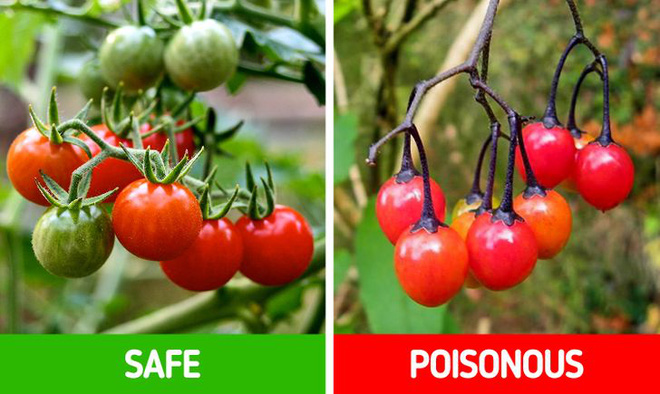 9 loài thực vật luôn khiến con người nhầm lẫn tai hại: Loại thì ăn được, loại lại có độc và cần né xa - Ảnh 13. 9 loài thực vật luôn khiến con người nhầm lẫn tai hại: Loại thì ăn được, loại lại có độc và cần né xa - Ảnh 13.