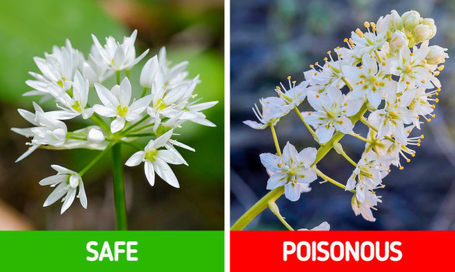 9 loài thực vật luôn khiến con người nhầm lẫn tai hại: Loại thì ăn được, loại lại có độc và cần né xa - Ảnh 7.