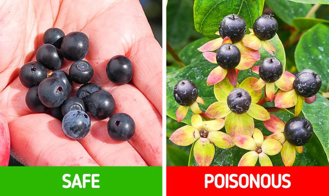 9 loài thực vật luôn khiến con người nhầm lẫn tai hại: Loại thì ăn được, loại lại có độc và cần né xa - Ảnh 8. 9 loài thực vật luôn khiến con người nhầm lẫn tai hại: Loại thì ăn được, loại lại có độc và cần né xa - Ảnh 8.