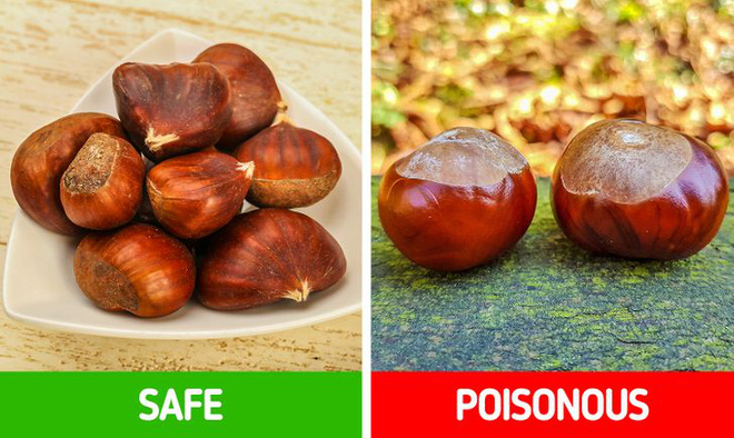 9 loài thực vật luôn khiến con người nhầm lẫn tai hại: Loại thì ăn được, loại lại có độc và cần né xa - Ảnh 9. 9 loài thực vật luôn khiến con người nhầm lẫn tai hại: Loại thì ăn được, loại lại có độc và cần né xa - Ảnh 9.