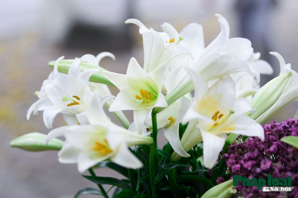 Mỗi mùa về, phố Hà Nội lại tràn ngập hoa loa kèn đang nở rộ. Đi dạo trên những con phố sầm uất và tận hưởng khung cảnh đẹp của chiếc hoa loa kèn sẽ khiến bạn cảm thấy yên bình và thư thái. Hãy cùng tận hưởng mùa hoa loa kèn trên phố Hà Nội.