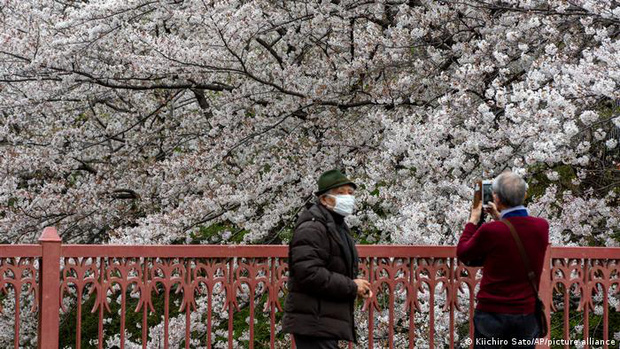 Hoa anh đào Nhật Bản bung nở đẹp mỹ mãn lần đầu tiên trong suốt 1200 năm, nhưng ẩn sau đó là một thảm họa đáng sợ - Ảnh 2.