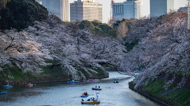 Hoa anh đào Nhật Bản bung nở đẹp mỹ mãn lần đầu tiên trong suốt 1200 năm, nhưng ẩn sau đó là một thảm họa đáng sợ - Ảnh 4.