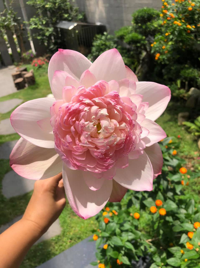 Hoa sen là biểu tượng đặc trưng của văn hóa Việt Nam, được tôn vinh bởi vẻ đẹp tinh khiết và thanh cao. Hình ảnh hoa sen trong hình ảnh sẽ mang đến cho bạn niềm vui và sự tĩnh lặng vô cùng đặc biệt.