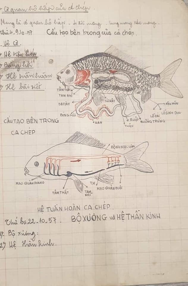 Cuốn vở Sinh học cách đây 64 năm: Ghi chép siêu nghệ thuật, hình vẽ đẹp mê hồn khiến học trò trỗi dậy động lực học hành! - Ảnh 3.