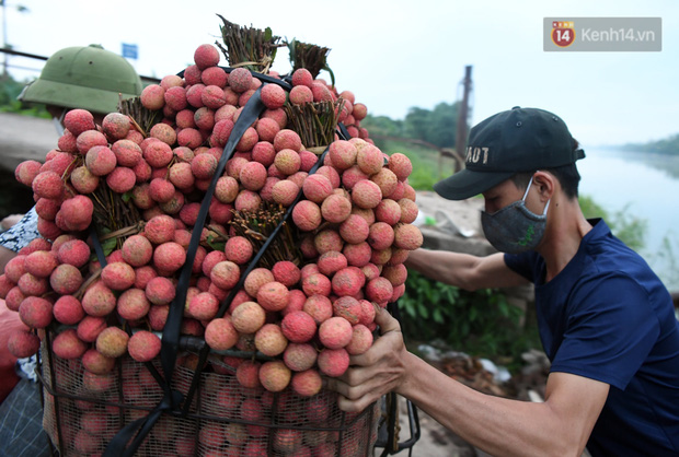 Bắc Giang: Kiếm tiền triệu từ việc đẩy xe chở vải lên dốc cầu phao trong mùa thu hoạch - Ảnh 16.