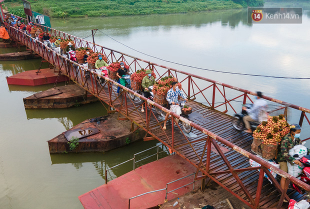 Bắc Giang: Kiếm tiền triệu từ việc đẩy xe chở vải lên dốc cầu phao trong mùa thu hoạch - Ảnh 4.