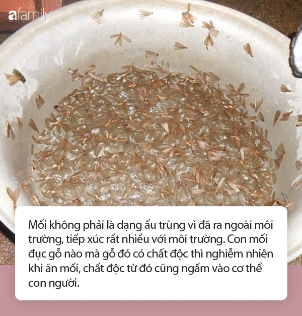 Từ vụ ăn mối có nguy cơ sốc phản vệ: Làm sao để phòng tránh nguy cơ ngộ độc, sốc phản vệ do ăn ấu trùng, côn trùng? - Ảnh 2.