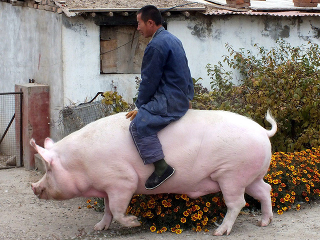 Lợn khổng lồ to bằng cả 1 con hà mã khiến giá thịt heo ở Trung Quốc lao dốc không phanh - Ảnh 2.