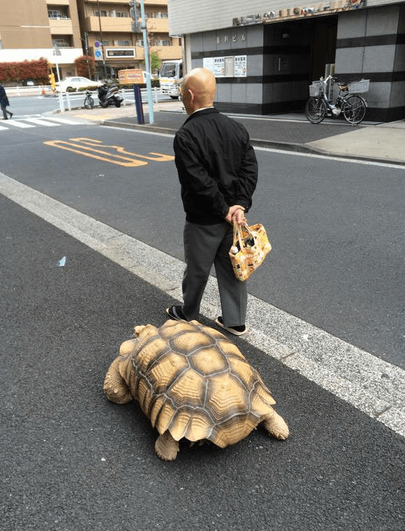 Ông lão người Nhật nuôi con rùa nặng 70kg, quãng đường 5 phút đi mất 3 tiếng: Sống chậm lại, cuộc đời quả thực đáng yêu hơn bạn nghĩ - Ảnh 11.