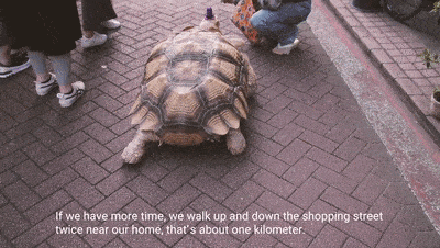 Ông lão người Nhật nuôi con rùa nặng 70kg, quãng đường 5 phút đi mất 3 tiếng: Sống chậm lại, cuộc đời quả thực đáng yêu hơn bạn nghĩ - Ảnh 12.