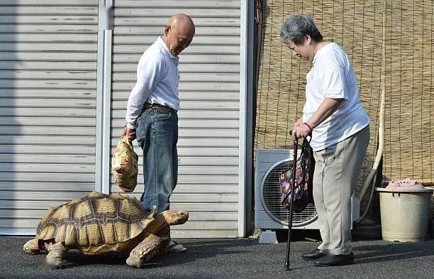 Ông lão người Nhật nuôi con rùa nặng 70kg, quãng đường 5 phút đi mất 3 tiếng: Sống chậm lại, cuộc đời quả thực đáng yêu hơn bạn nghĩ - Ảnh 21.