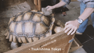 Ông lão người Nhật nuôi con rùa nặng 70kg, quãng đường 5 phút đi mất 3 tiếng: Sống chậm lại, cuộc đời quả thực đáng yêu hơn bạn nghĩ - Ảnh 8.