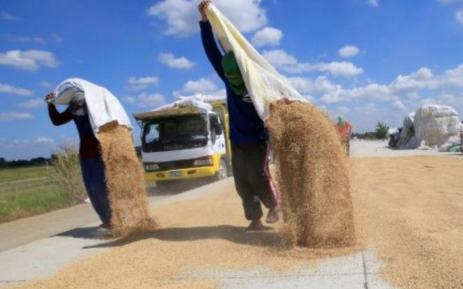 Nguy cơ xuất khẩu gạo sụt giảm do Philippines dự định chuyển sang mua gạo Ấn Độ giá rẻ