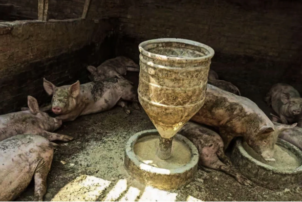 Khủng hoảng ngành chăn nuôi lợn ở Trung Quốc: Nông dân làm gì cũng lỗ - Ảnh 2.